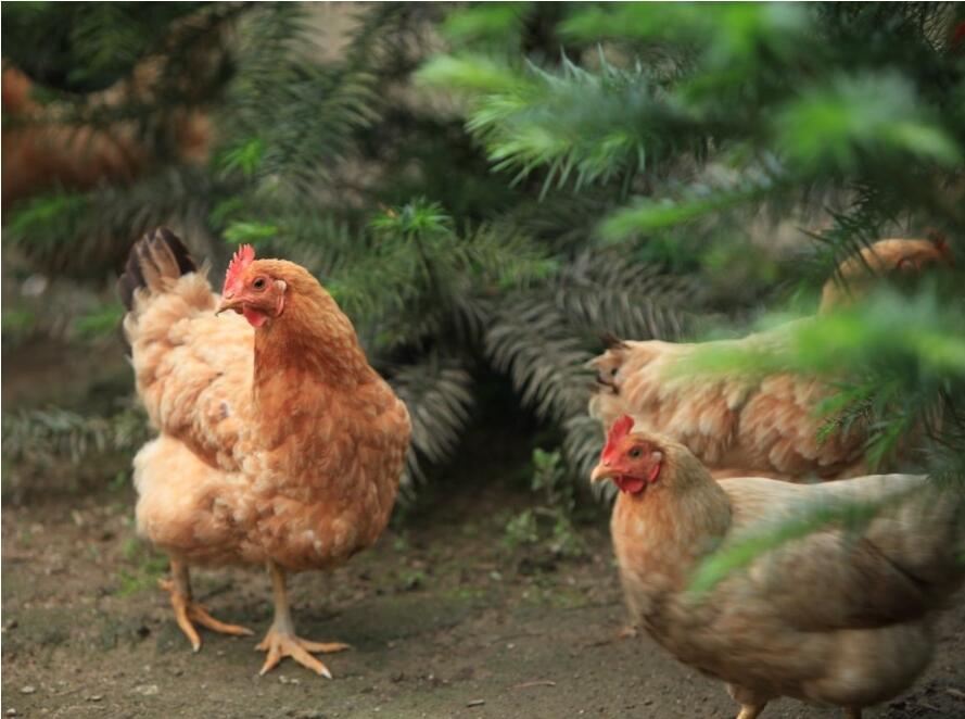 农场散养鸡2只装